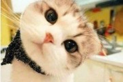 娱乐吃瓜酱桂花猫